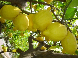 limoni sicilia 1