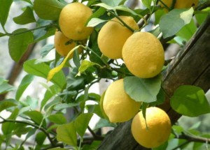 limoni sicilia